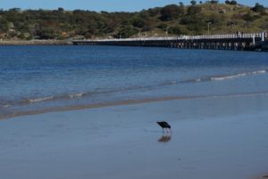 Sooty Oyster Catcher at Victor Harbor