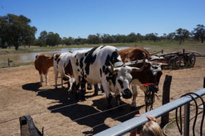 Bullock Team 1