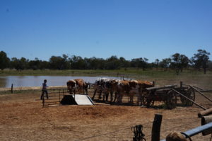 Bullock Team2