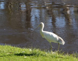 Spoonbill on Murray River