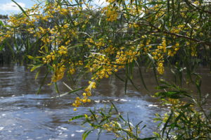 Wattle