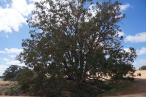 The God tree