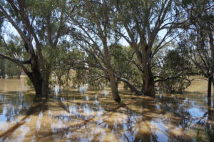 Darling at Louth - in flood