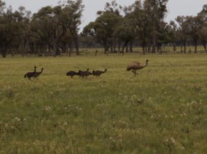 Emu Family
